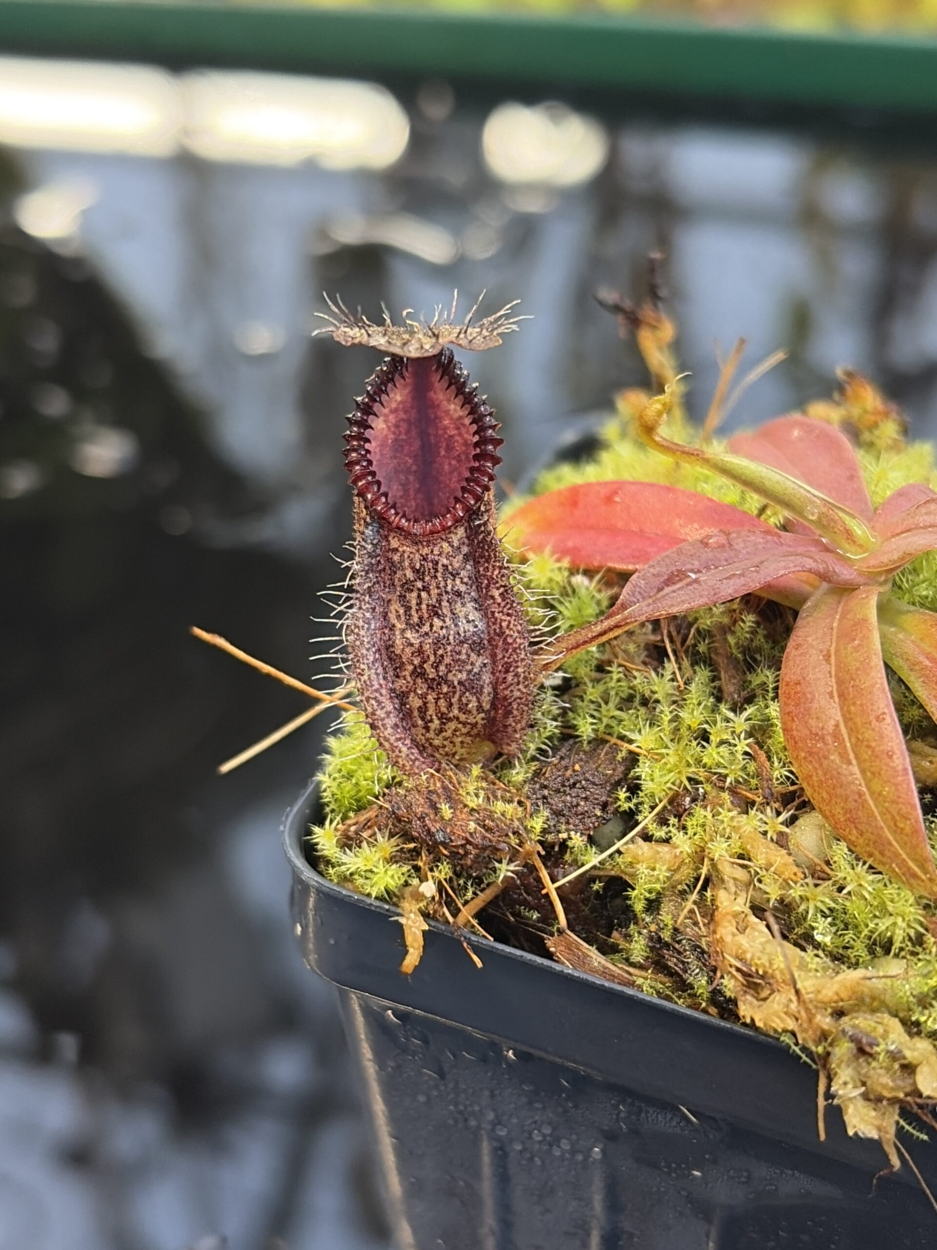 Close Up of Nepenthes hamata | Borneo Exotics | BE-3975 | H27088