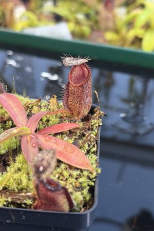 Close Up of Nepenthes hamata | Borneo Exotics | BE-3975 | H27288