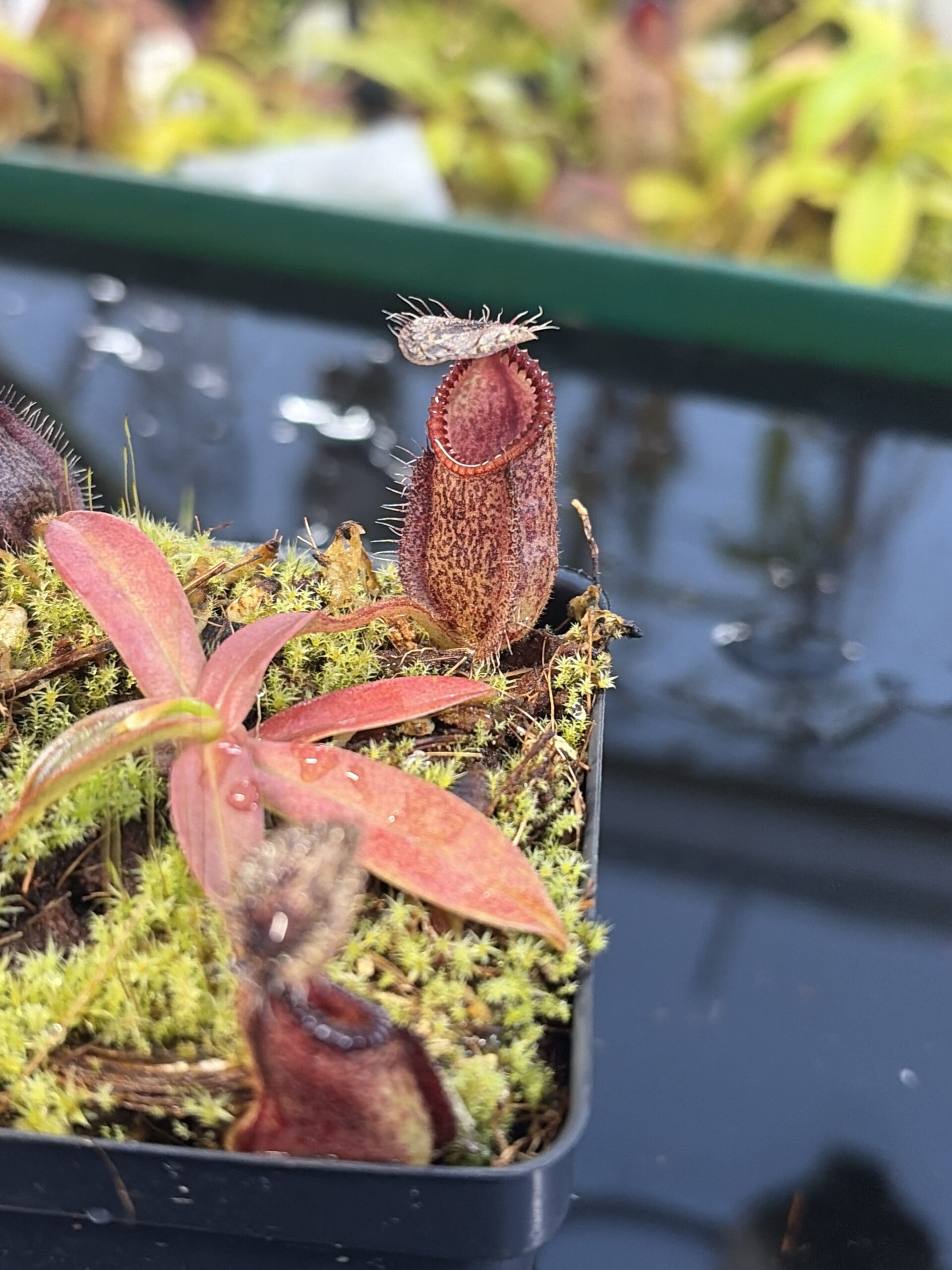 Close Up of Nepenthes hamata | Borneo Exotics | BE-3975 | H27288