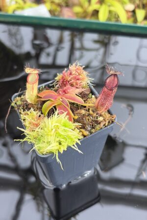 Close Up of Nepenthes hamata (Gunung Lumut Sulawesi) | Andreas Wistuba | AW-ISC | H27115