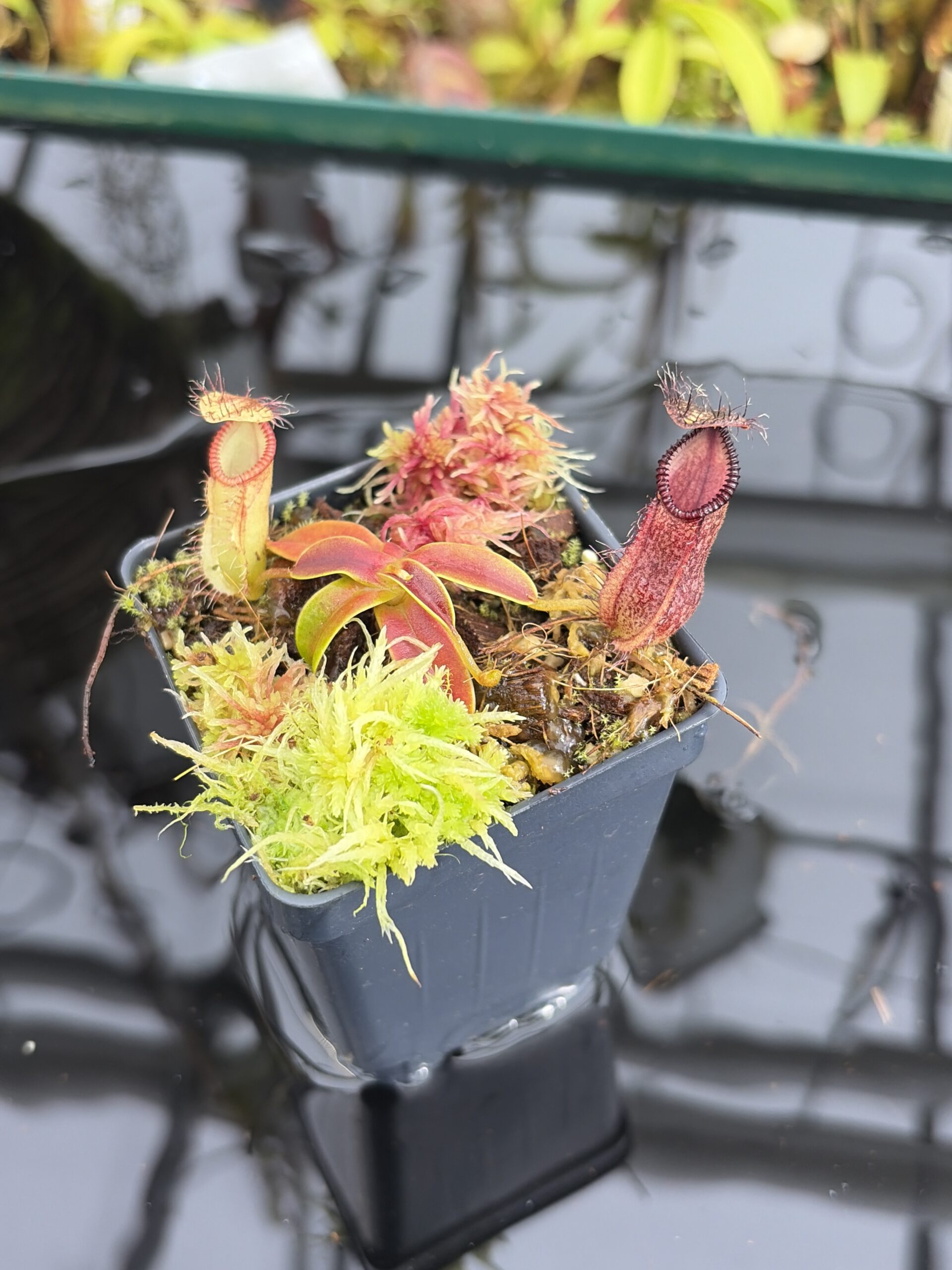 Close Up of Nepenthes hamata (Gunung Lumut Sulawesi) | Andreas Wistuba | AW-ISC | H27115