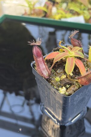 Close Up of Nepenthes hamata (Gunung Lumut Sulawesi) | Andreas Wistuba | AW-ISC | H27436