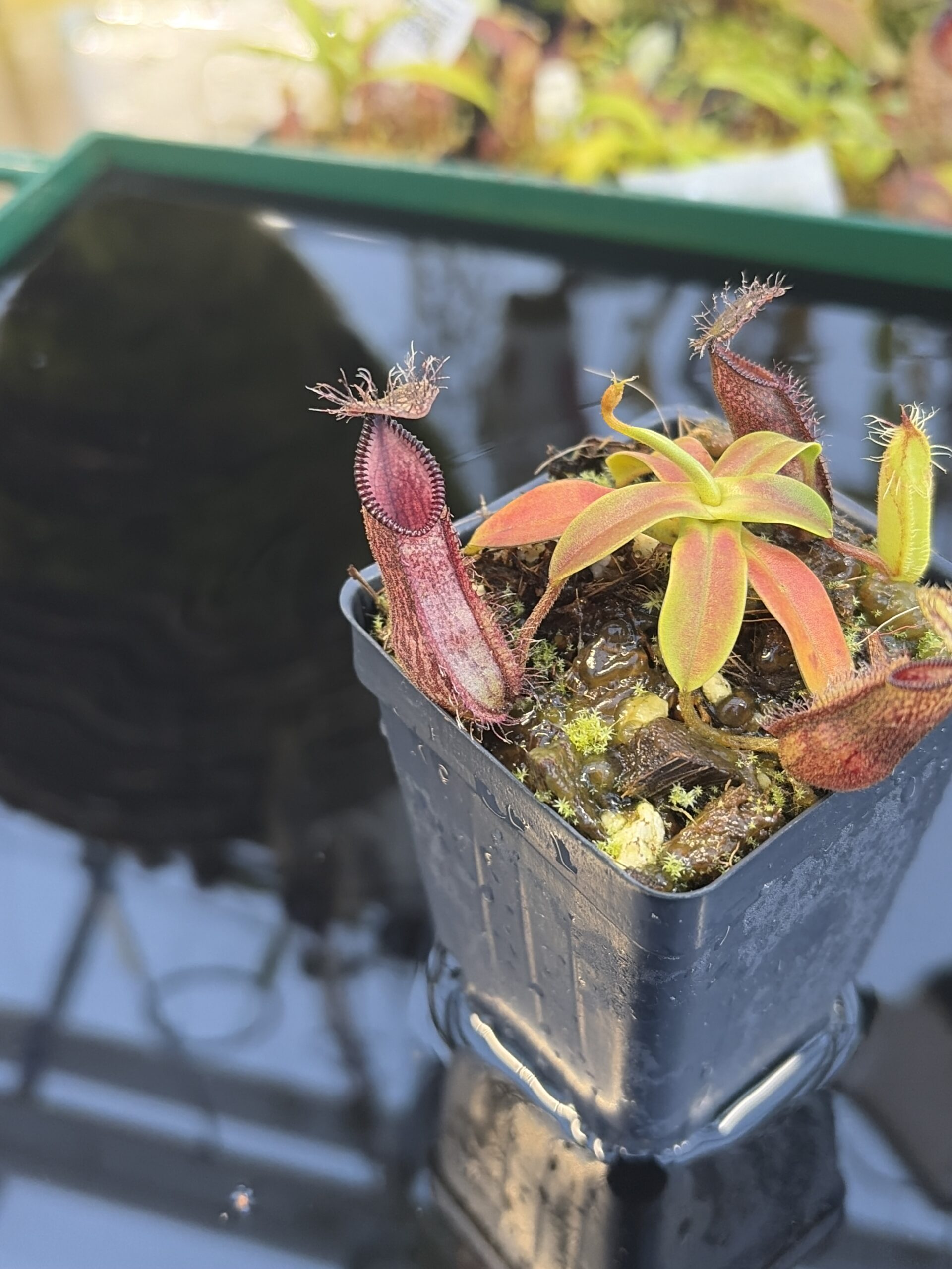 Close Up of Nepenthes hamata (Gunung Lumut Sulawesi) | Andreas Wistuba | AW-ISC | H27436