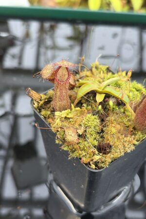 Close Up of Nepenthes hamata (Katopasa) | Clone 2 | Jeremiah Harris | JH-337.02 | H27176