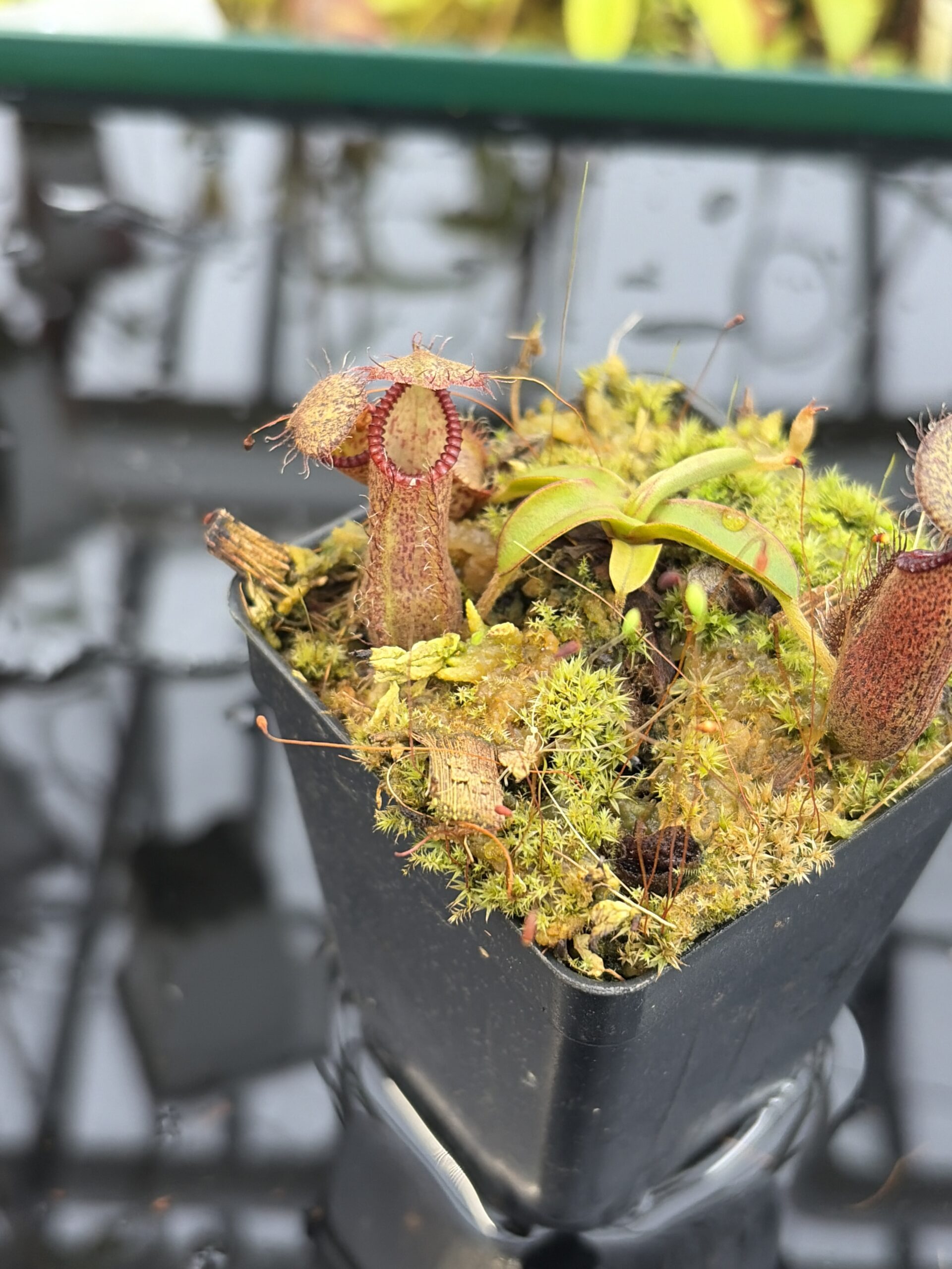 Close Up of Nepenthes hamata (Katopasa) | Clone 2 | Jeremiah Harris | JH-337.02 | H27176