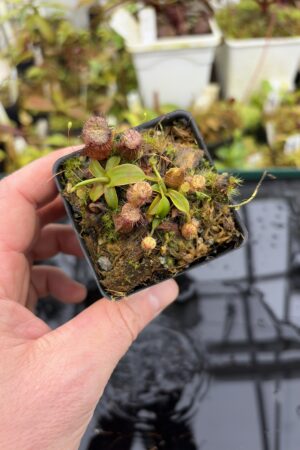 Close Up of Nepenthes hamata (Katopasa) | Clone 2 | Jeremiah Harris | JH-337.02 | H27178