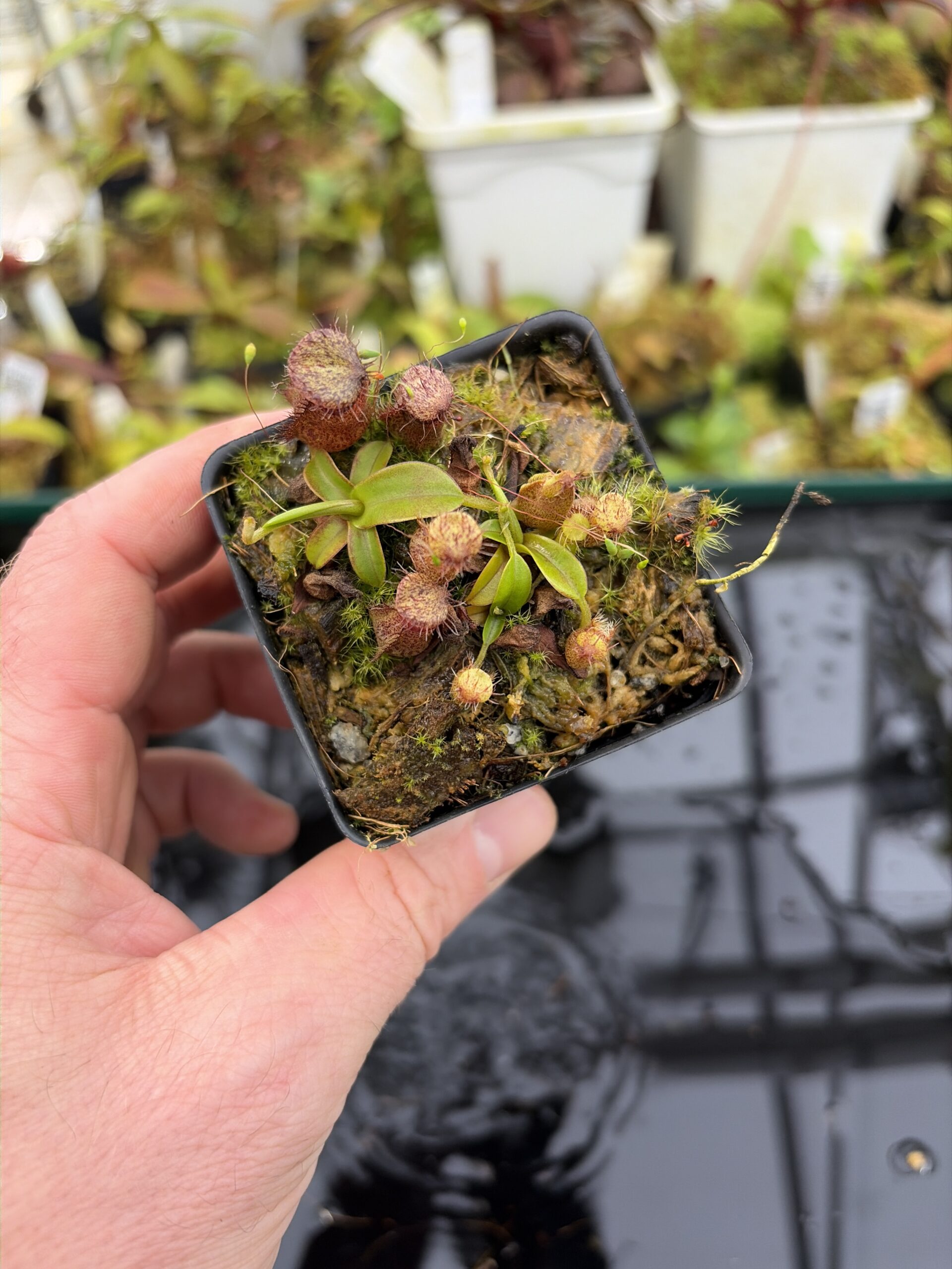 Close Up of Nepenthes hamata (Katopasa) | Clone 2 | Jeremiah Harris | JH-337.02 | H27178