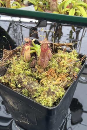 Close Up of Nepenthes hamata (Katopasa x A.W. #1 Lumut) | JH | Clone 2 | Jeremiah Harris | JH-336.02 | H27174