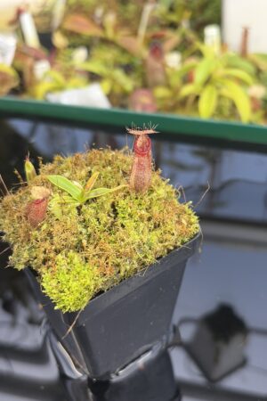 Close Up of Nepenthes hamata (Katopasa x A.W. #1 Lumut) | JH | Clone 2 | Jeremiah Harris | JH-336.02 | H27411