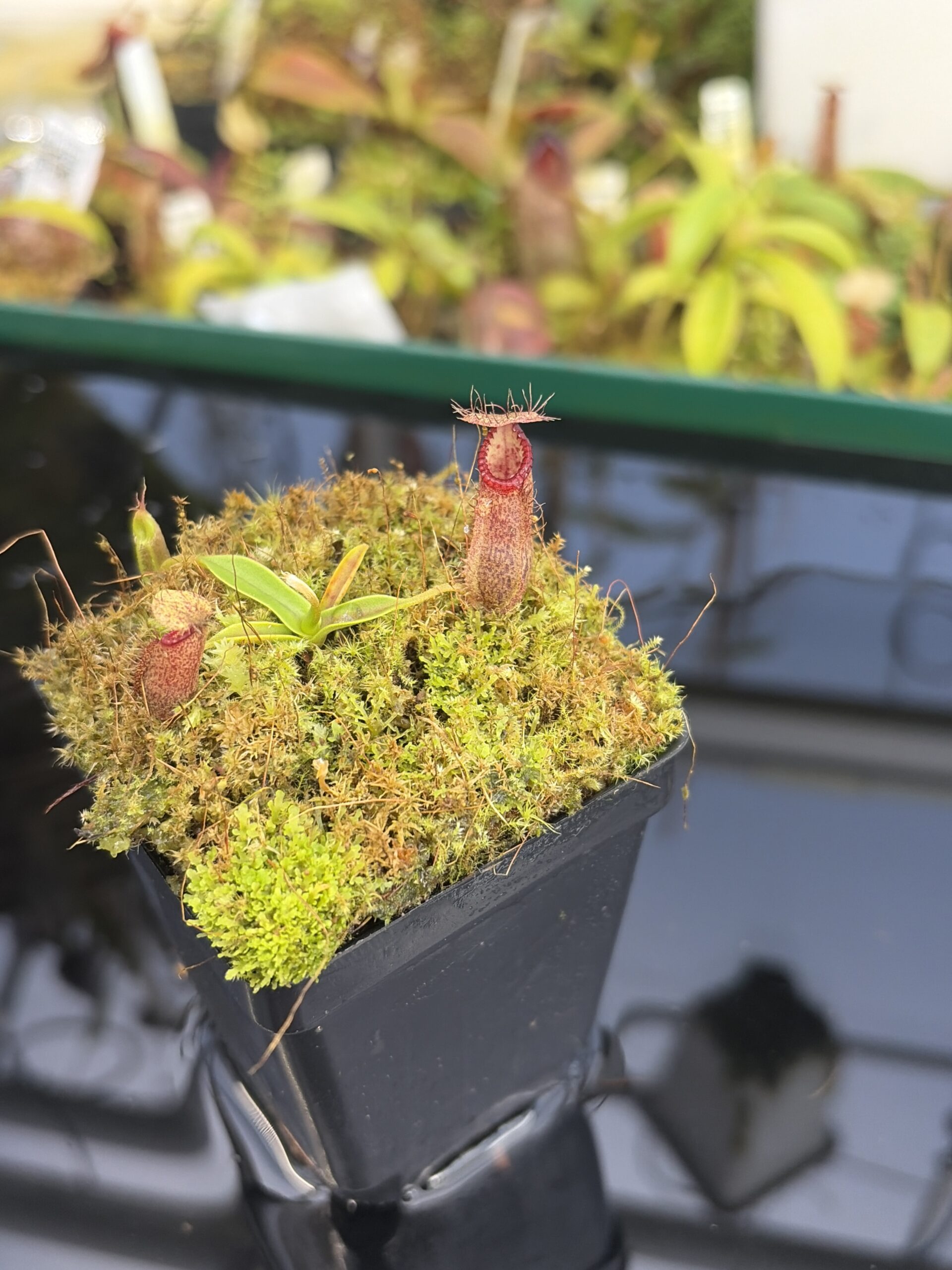 Close Up of Nepenthes hamata (Katopasa x A.W. #1 Lumut) | JH | Clone 2 | Jeremiah Harris | JH-336.02 | H27411