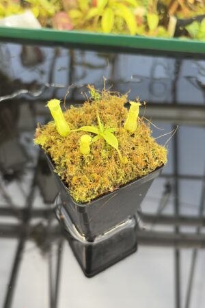 Close Up of Nepenthes hamata (Katopasa x A.W. #1 Lumut) | JH | Clone 2 | Jeremiah Harris | JH-336.02 | H27412