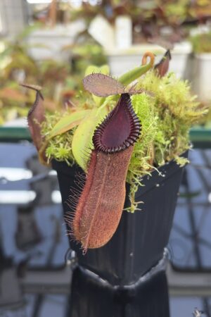Close Up of Nepenthes hamata x edwardsiana | Andreas Wistuba | AW-07 | H27301