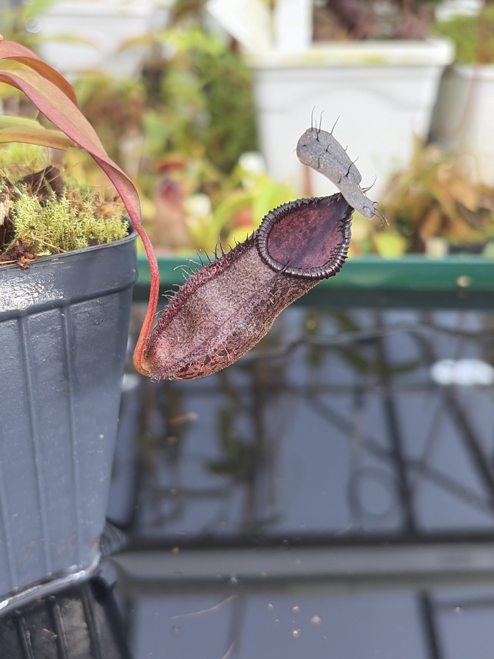 Close Up of Nepenthes hamata x gymnamphora | Borneo Exotics | BE-4553 | H27393