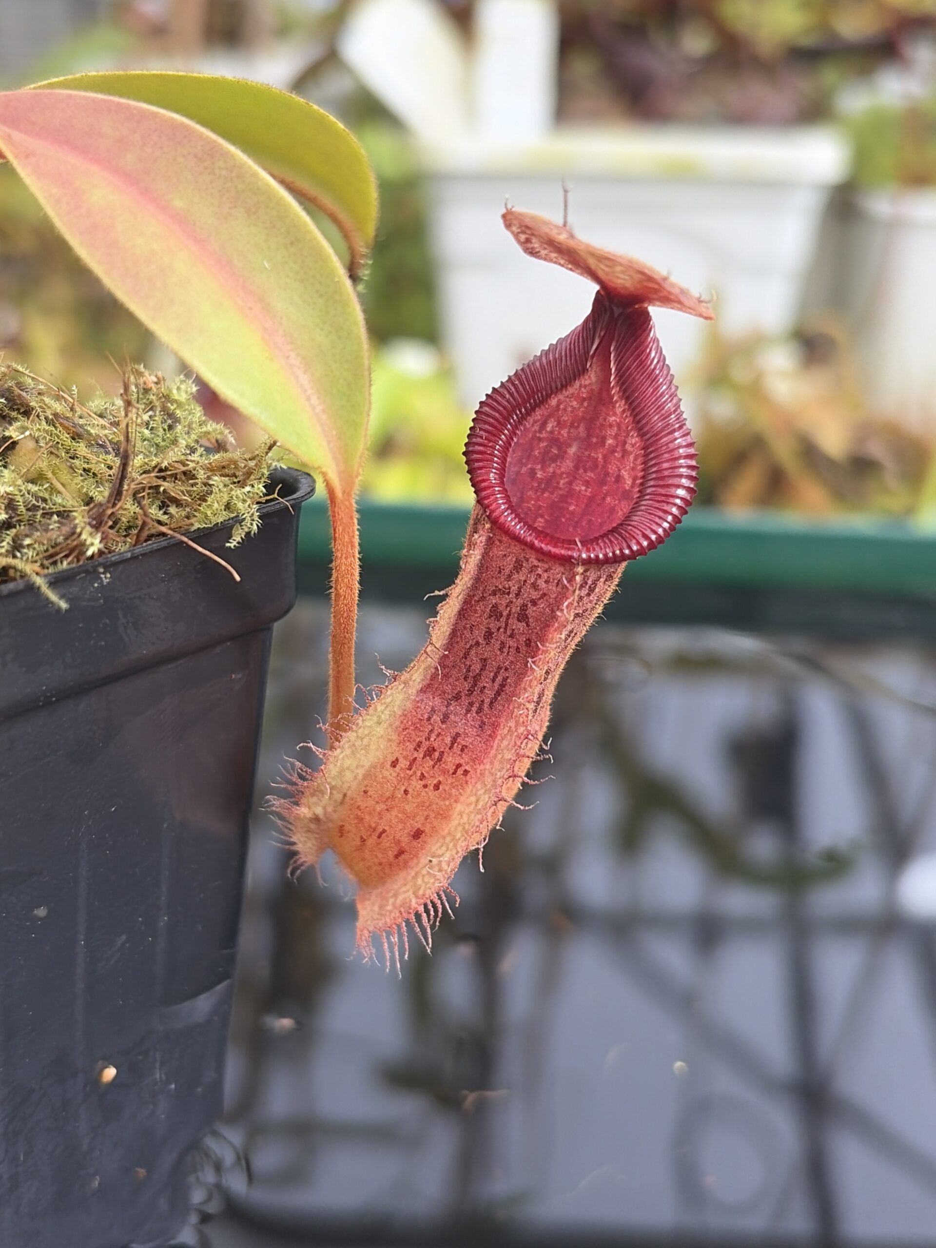 Close Up of Nepenthes hamata x (veitchii x lowii) | Borneo Exotics | BE-4057 | IN27371
