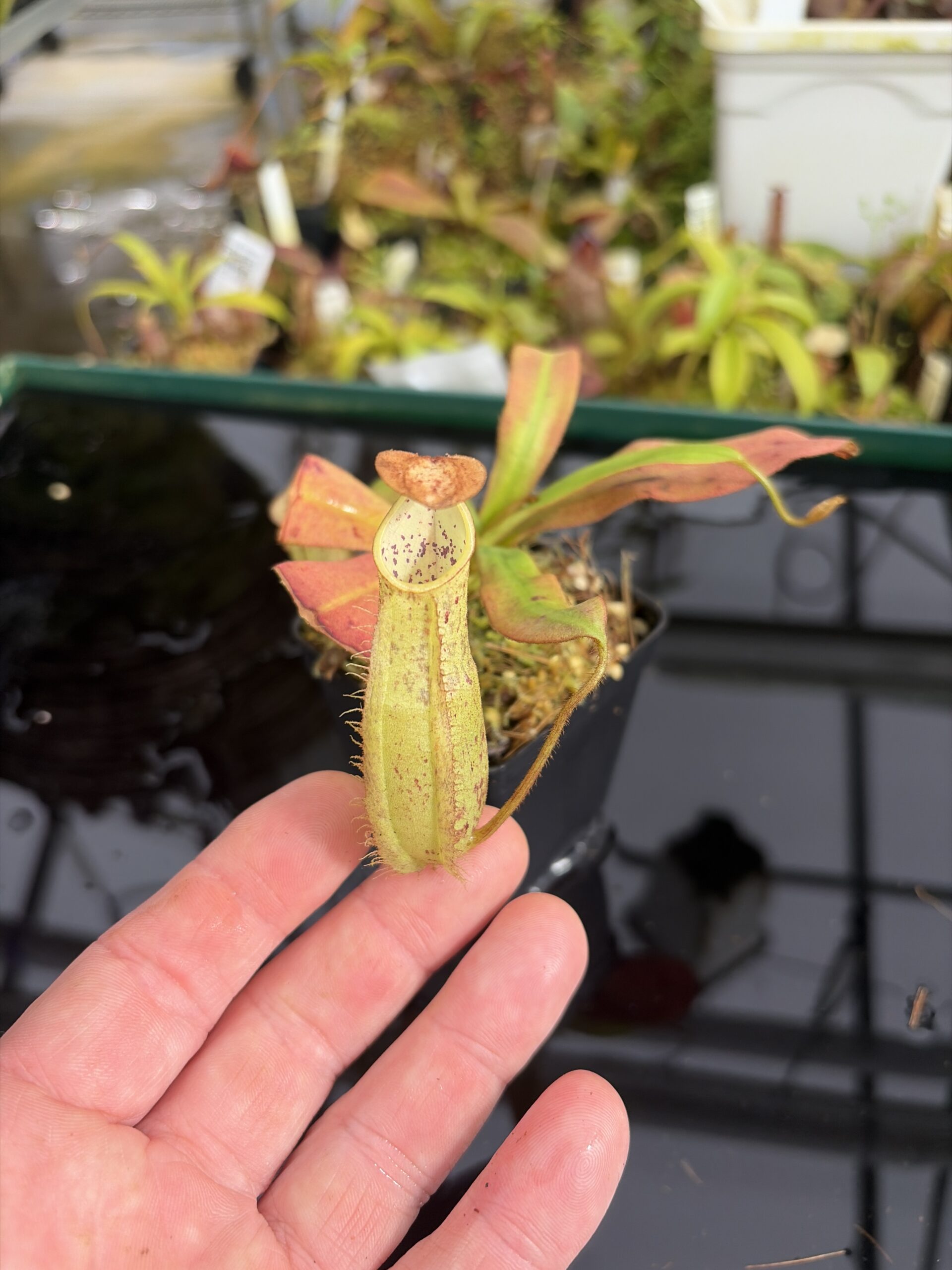 Close Up of Nepenthes hirsuta | Borneo Exotics | BE-3083 | IN27361
