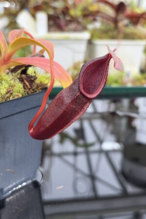 Close Up of Nepenthes inermis x bongso | Borneo Exotics | BE-3897 | H27111