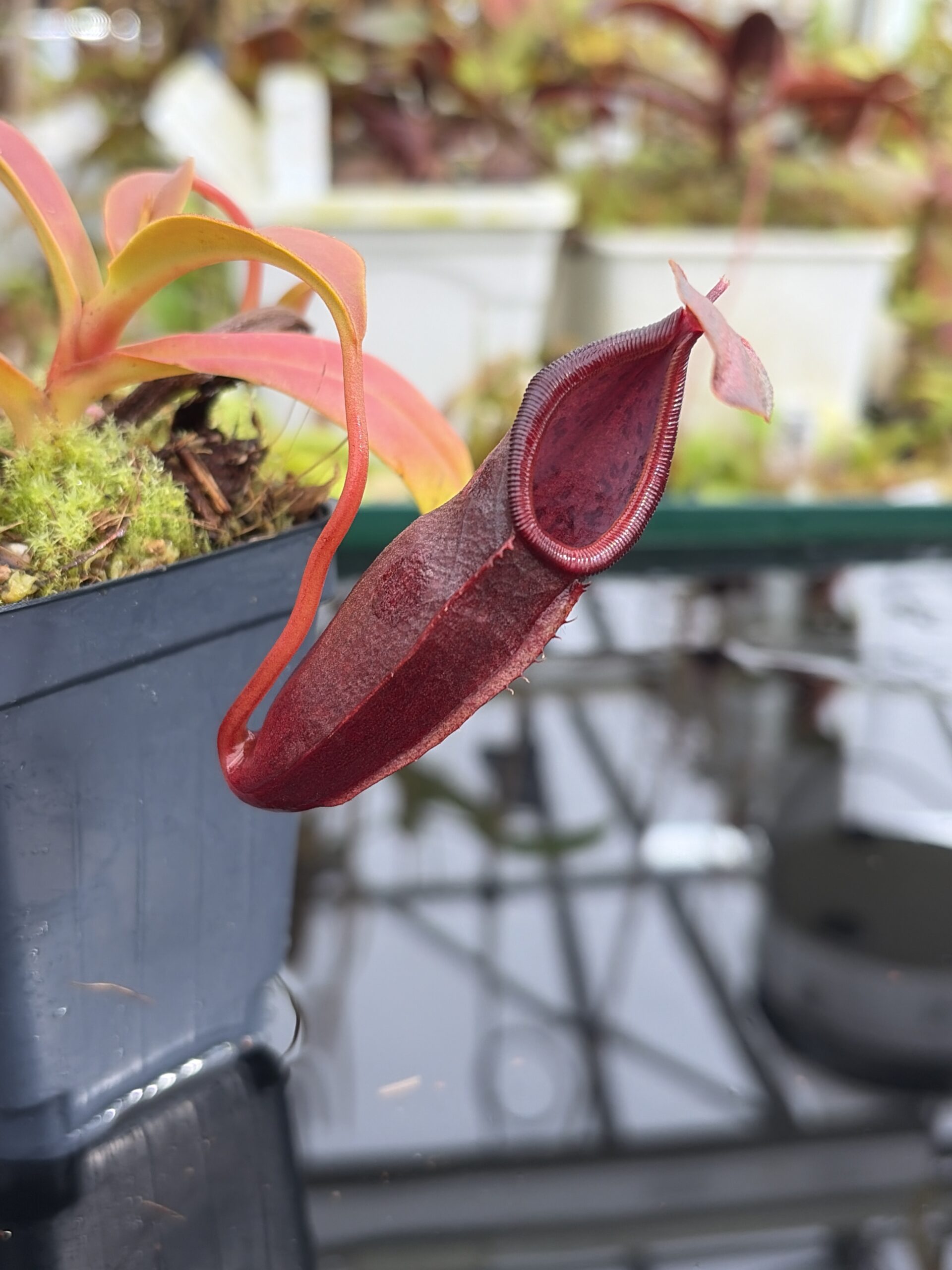 Close Up of Nepenthes inermis x bongso | Borneo Exotics | BE-3897 | H27111