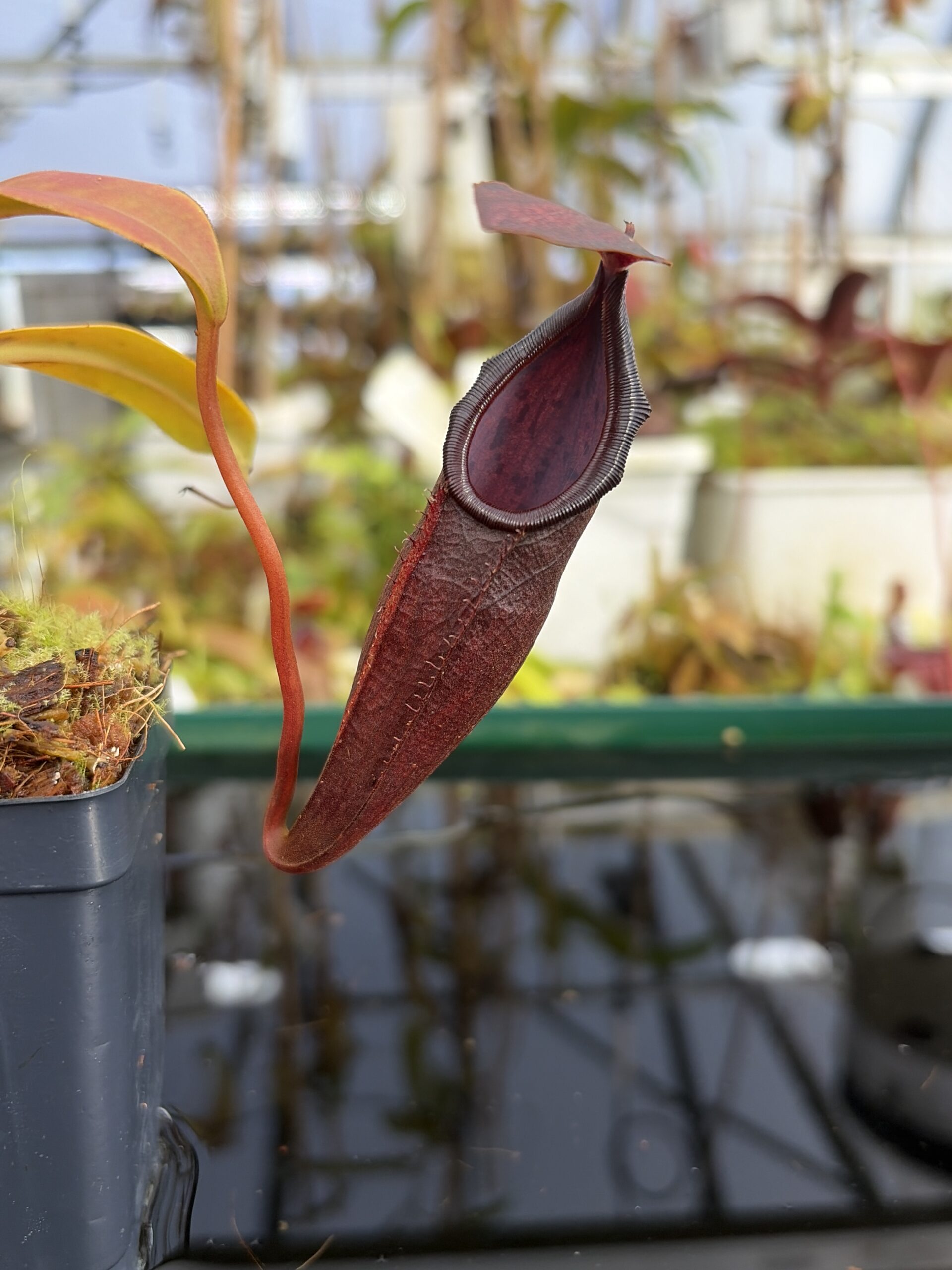 Close Up of Nepenthes inermis x bongso | Borneo Exotics | BE-3897 | H27395