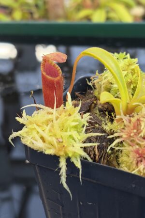 Close Up of Nepenthes inermis x lowii | Andreas Wistuba | AW-01 | H27093