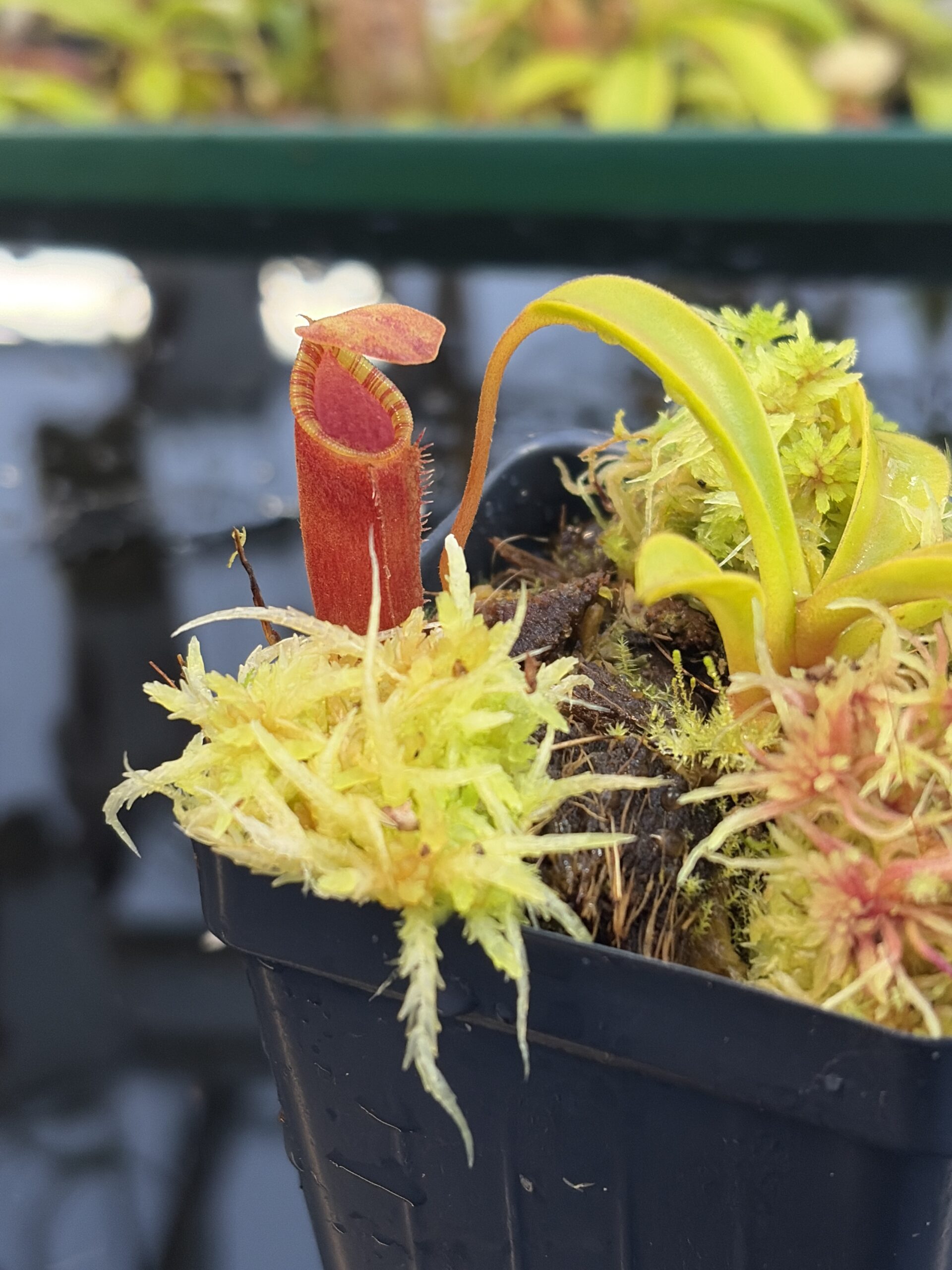 Close Up of Nepenthes inermis x lowii | Andreas Wistuba | AW-01 | H27093