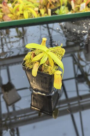 Close Up of Nepenthes insignis | Borneo Exotics | BE-3089 | L27270