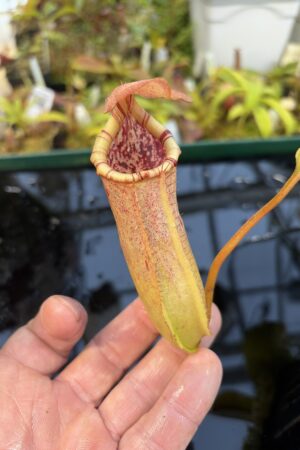 Close Up of Nepenthes insignis (Tayeve) x truncata (red) | Andreas Wistuba | AW-ISC | IN27323