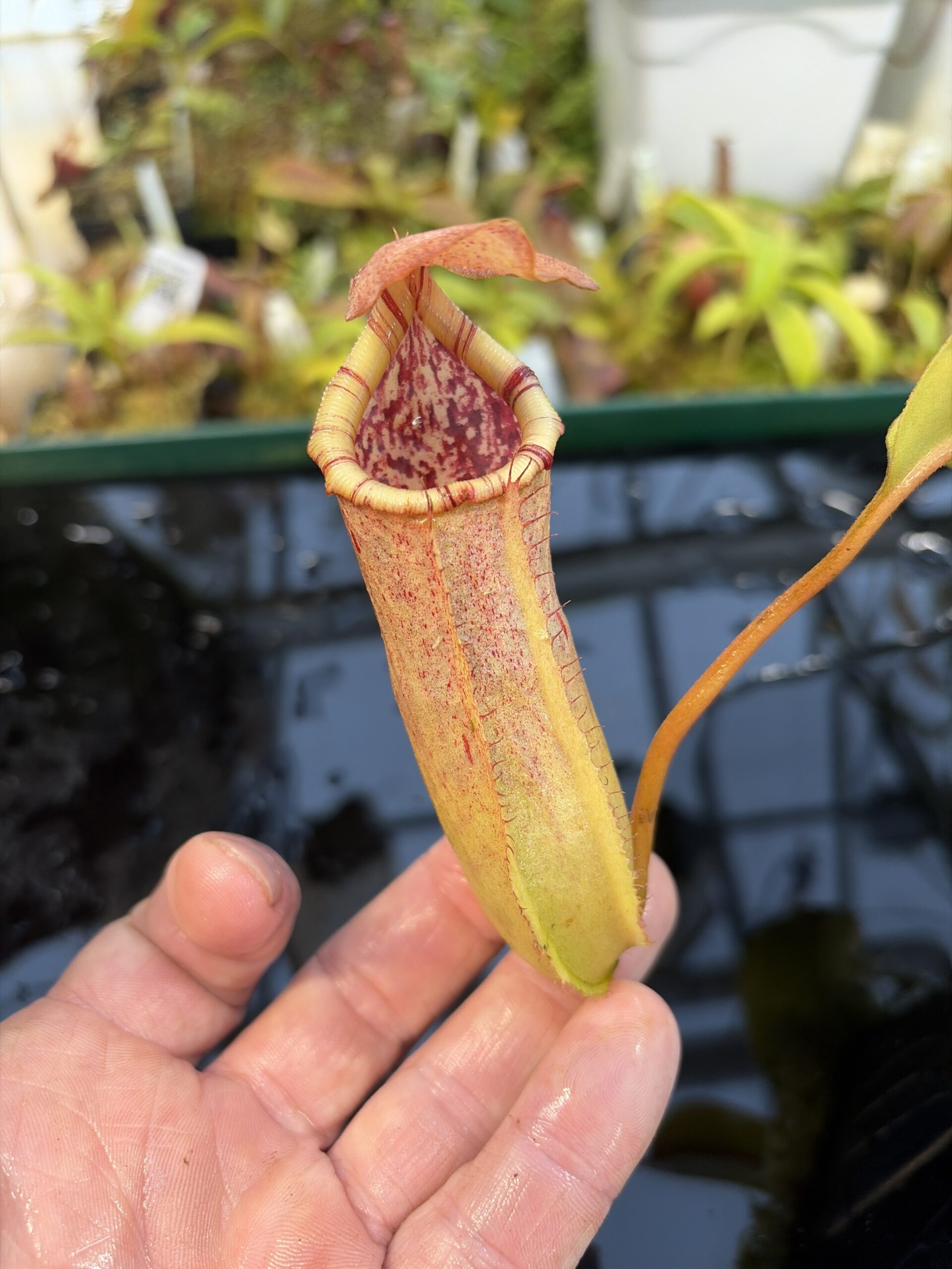 Close Up of Nepenthes insignis (Tayeve) x truncata (red) | Andreas Wistuba | AW-ISC | IN27323
