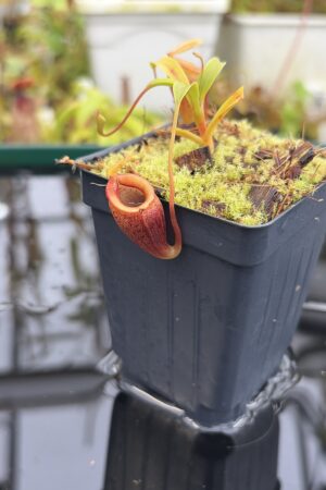 Close Up of Nepenthes jamban | Borneo Exotics | BE-4667 | H27168