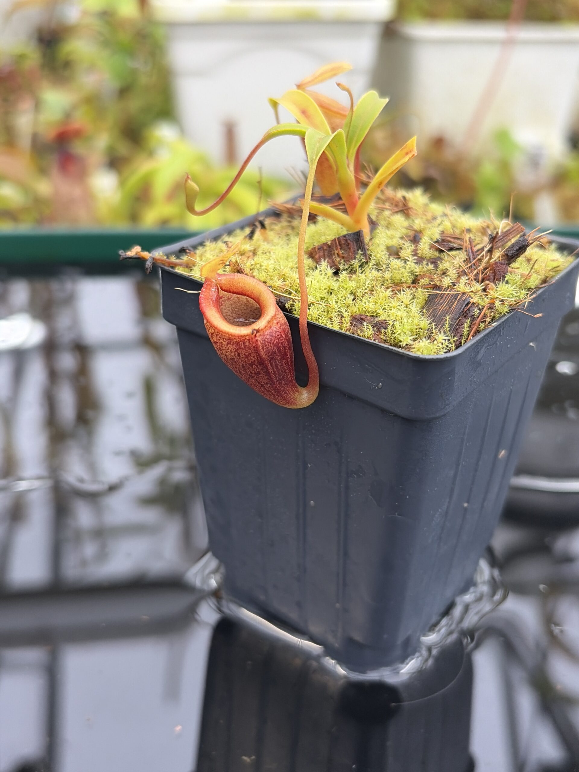 Close Up of Nepenthes jamban | Borneo Exotics | BE-4667 | H27168