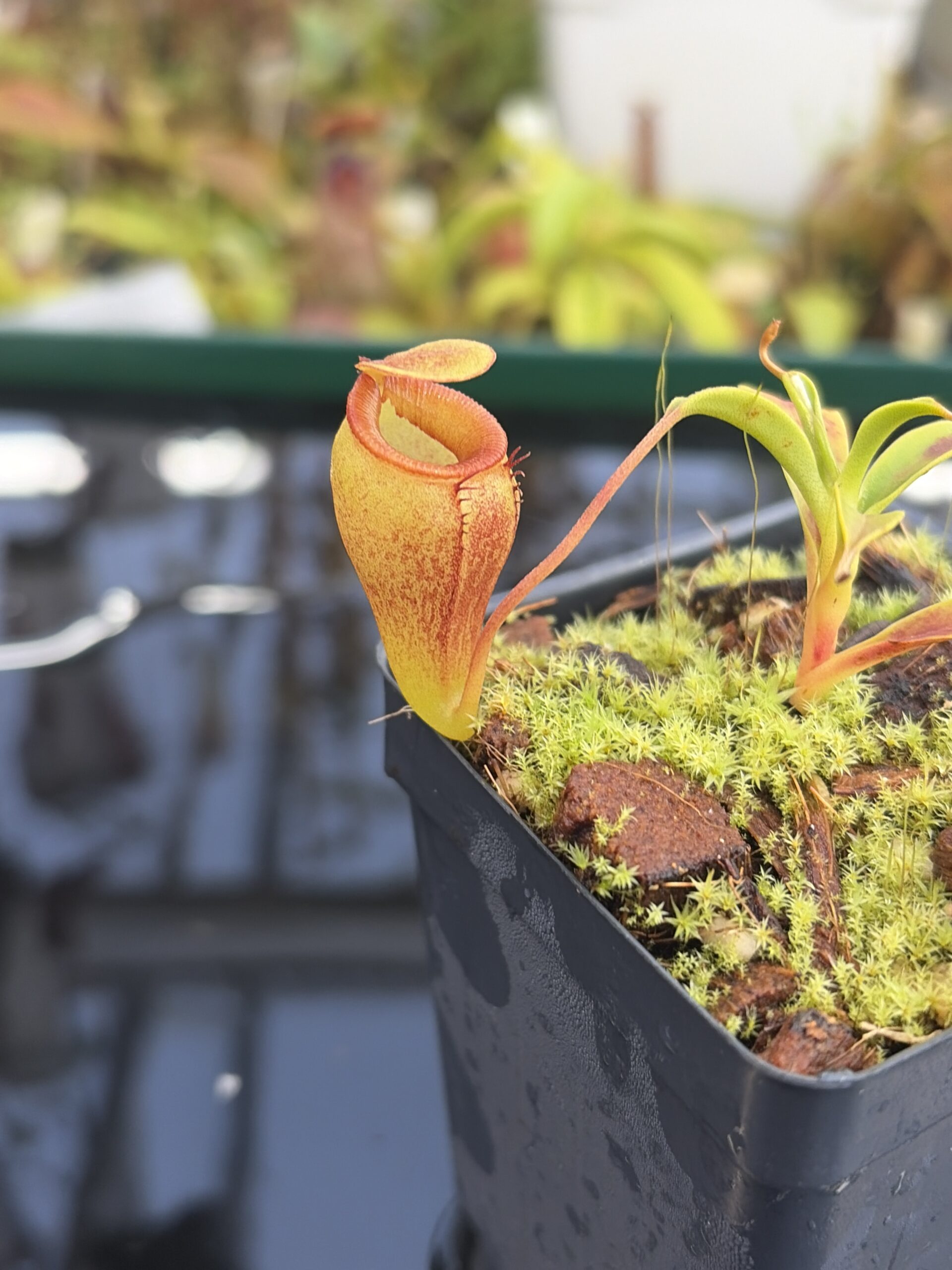 Close Up of Nepenthes jamban | Borneo Exotics | BE-4667 | H27423