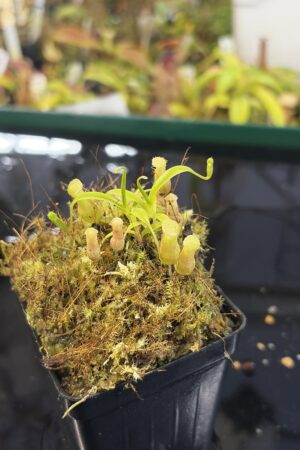 Close Up of Nepenthes jamban | Florae Collaborative | FC-026.IC | H27188