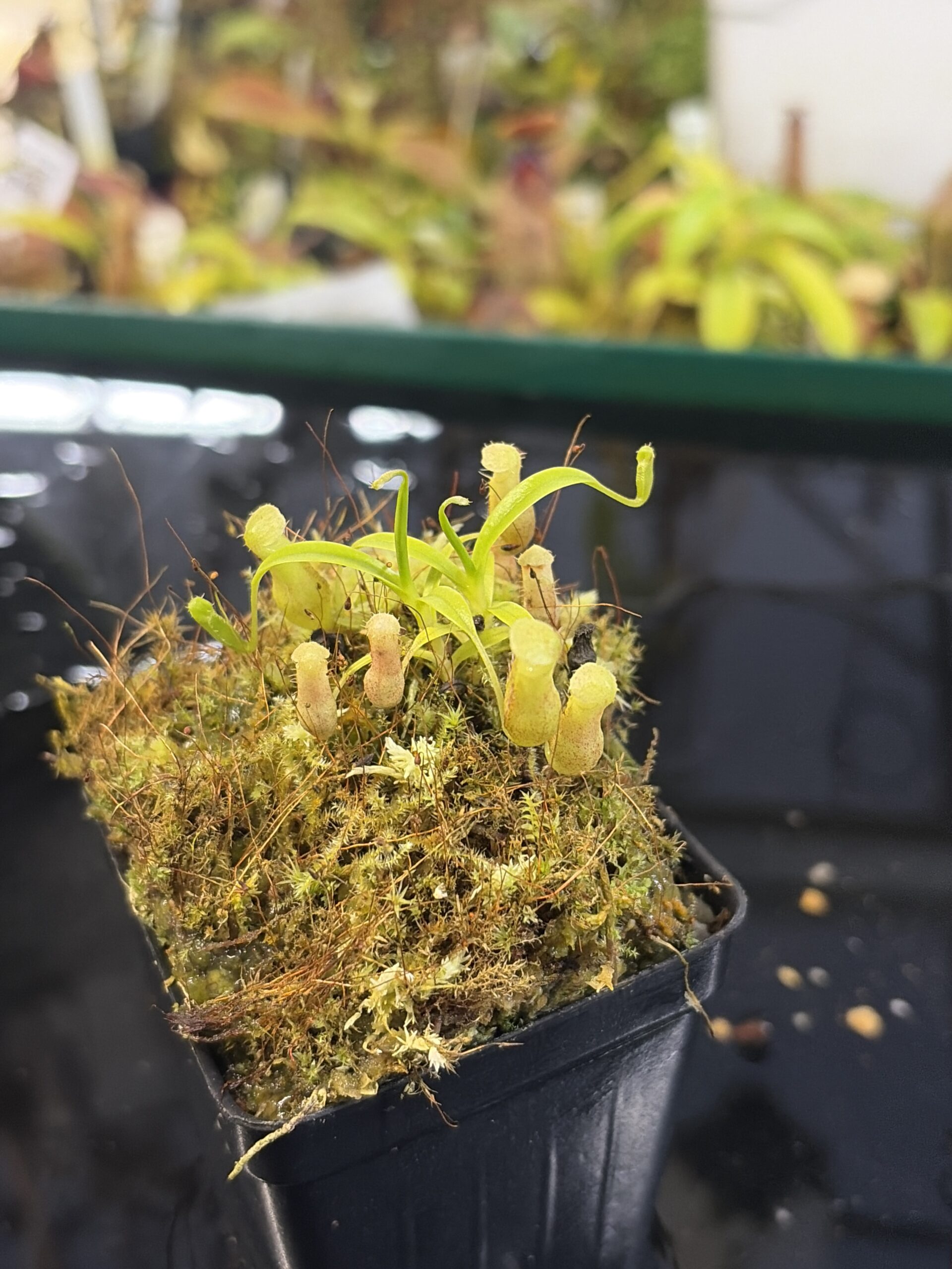 Close Up of Nepenthes jamban | Florae Collaborative | FC-026.IC | H27188