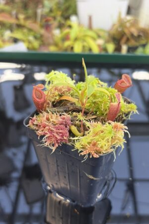 Close Up of Nepenthes jamban (Sumatra) | Andreas Wistuba | AW-RSC | H27434