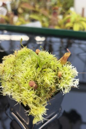 Close Up of Nepenthes jamban {seedgrown individuals, Barisan Mountains, North Sumatra} | Best Carnivorous Plants | BCP-2051 | H27321