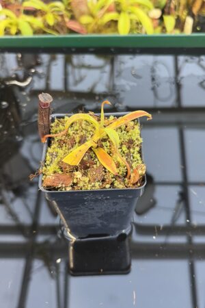 Close Up of Nepenthes lingulata | Borneo Exotics | BE-3463 | H27089