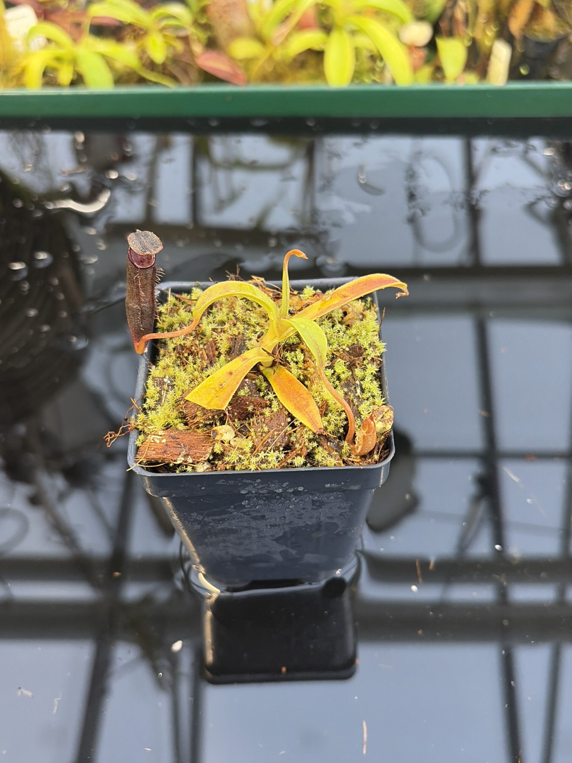 Close Up of Nepenthes lingulata | Borneo Exotics | BE-3463 | H27089