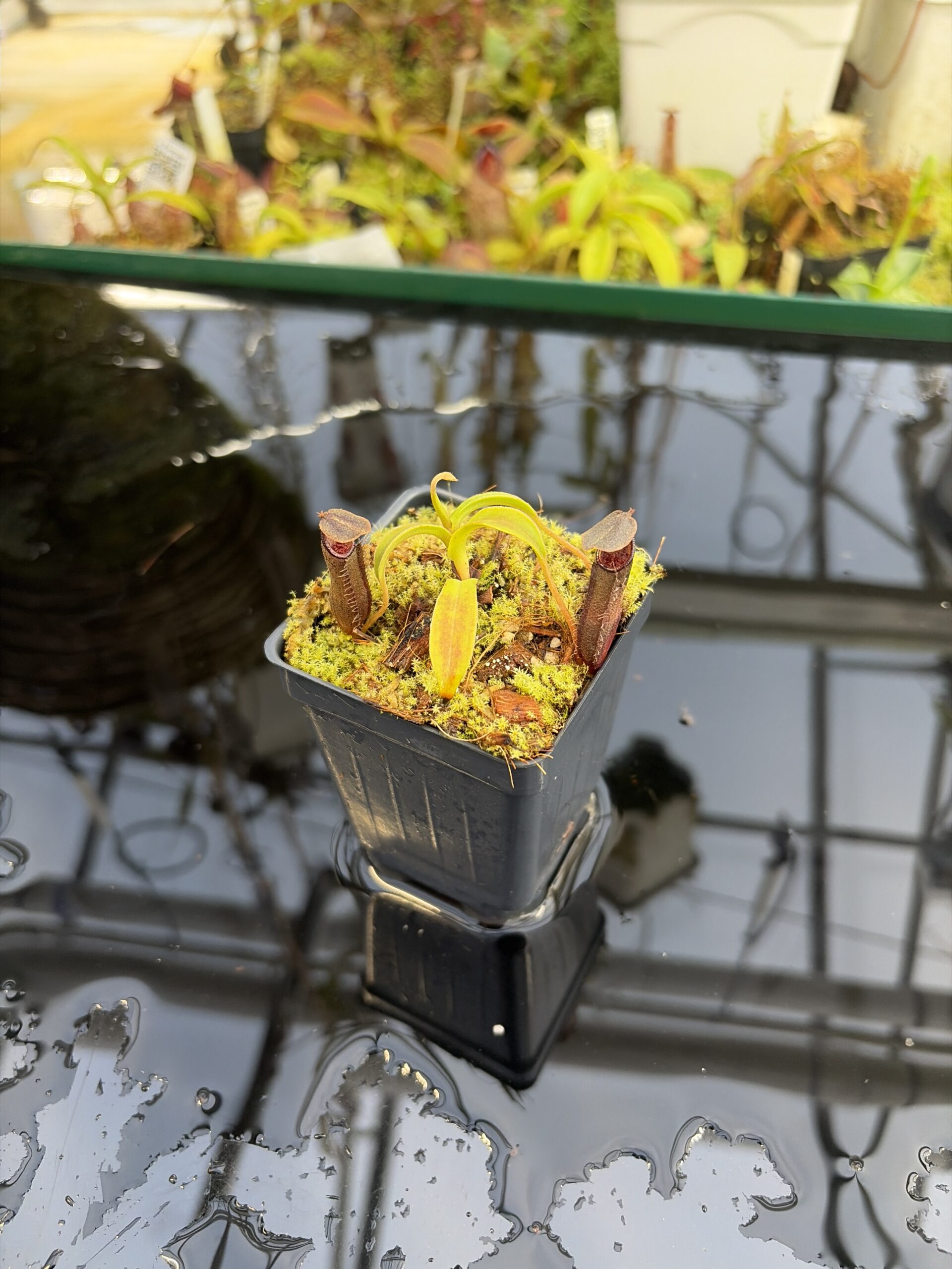 Close Up of Nepenthes lingulata | Borneo Exotics | BE-3463 | H27424
