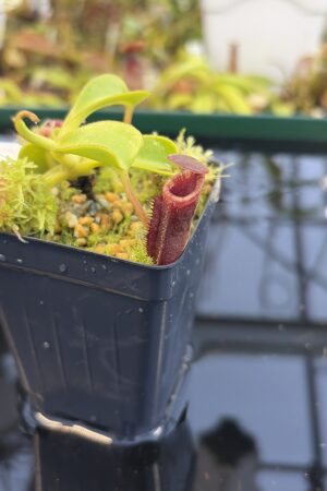 Close Up of Nepenthes lowii (Batu Lawi, Borneo) | Andreas Wistuba | AW-09 | H27094