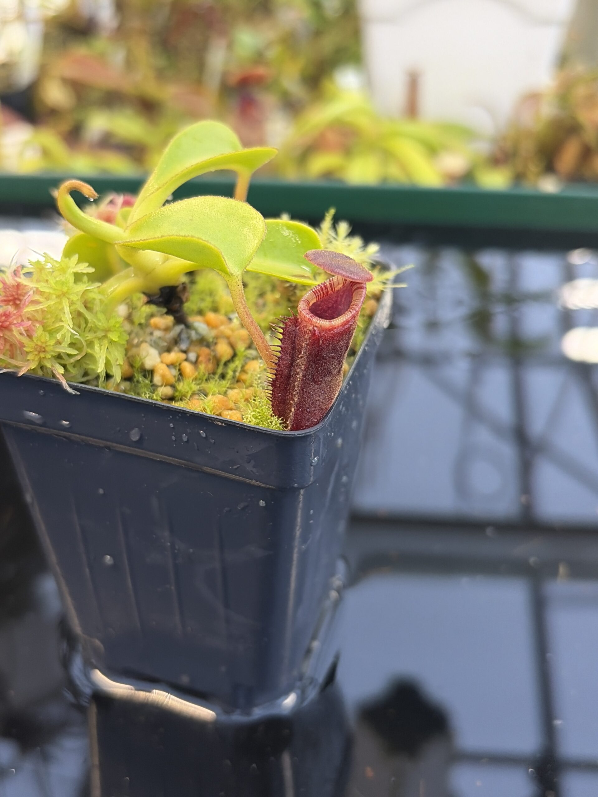 Close Up of Nepenthes lowii (Batu Lawi, Borneo) | Andreas Wistuba | AW-09 | H27094