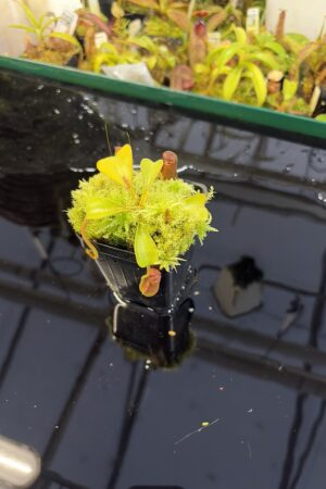 Close Up of Nepenthes lowii (Gunung Mentapok, Borneo) | Andreas Wistuba | AW-03 | H27294
