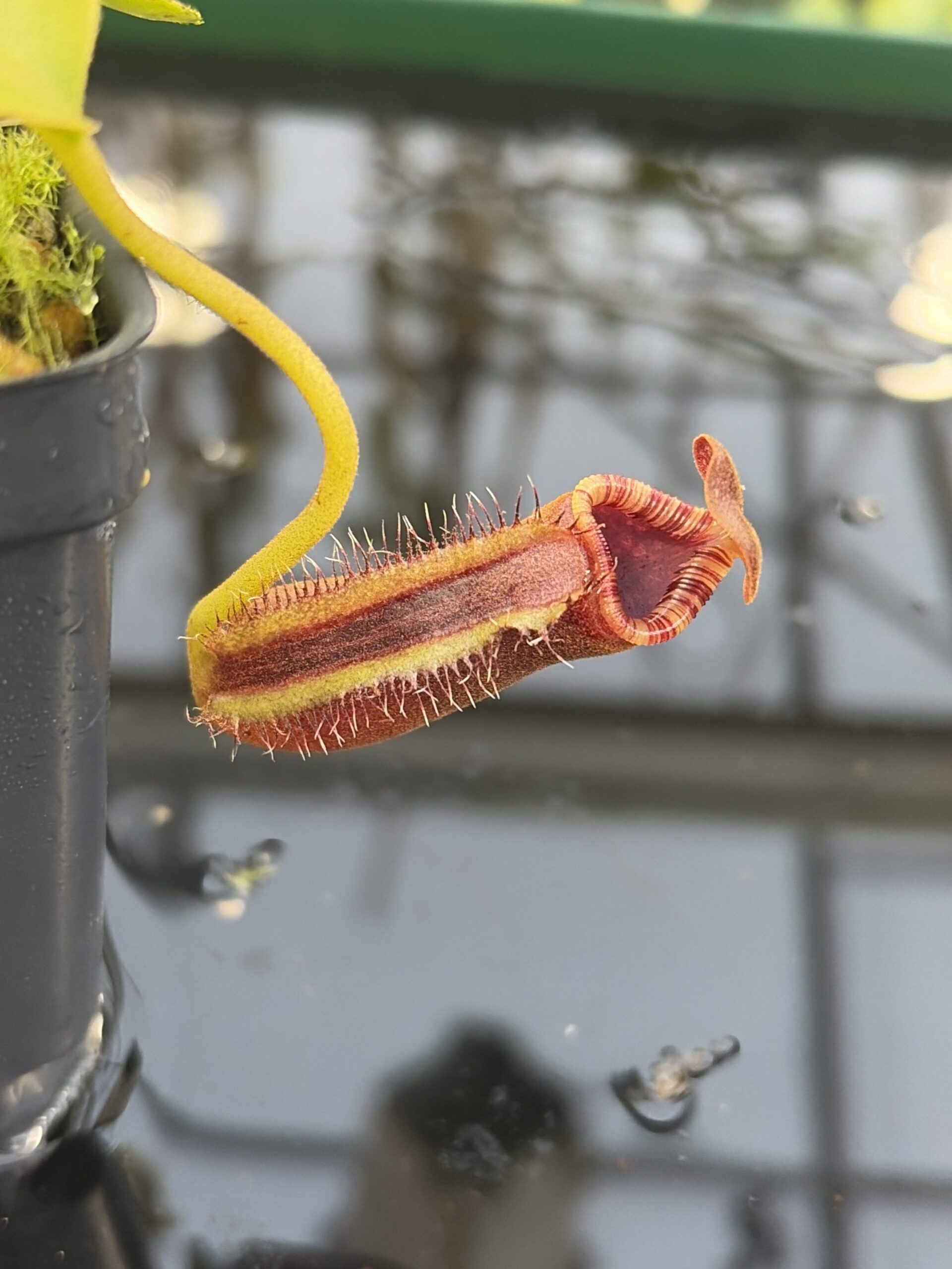 Close Up of Nepenthes lowii (Gunung Mentapok, Borneo) | Andreas Wistuba | AW-07 | H27431