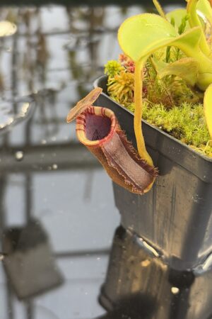 Close Up of Nepenthes lowii (Gunung Murud, Borneo) | Andreas Wistuba | AW-01 | H27309