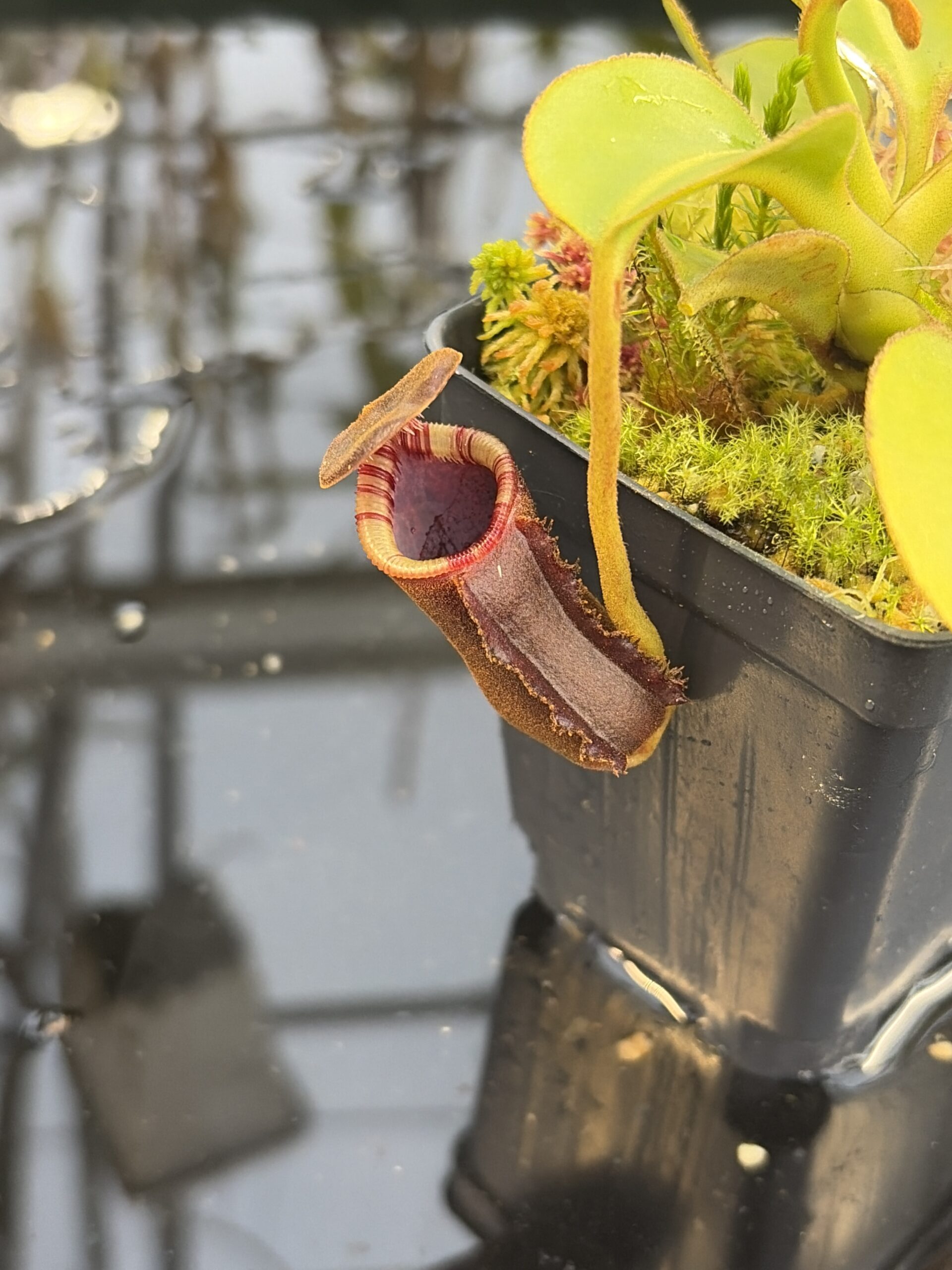 Close Up of Nepenthes lowii (Gunung Murud, Borneo) | Andreas Wistuba | AW-01 | H27309