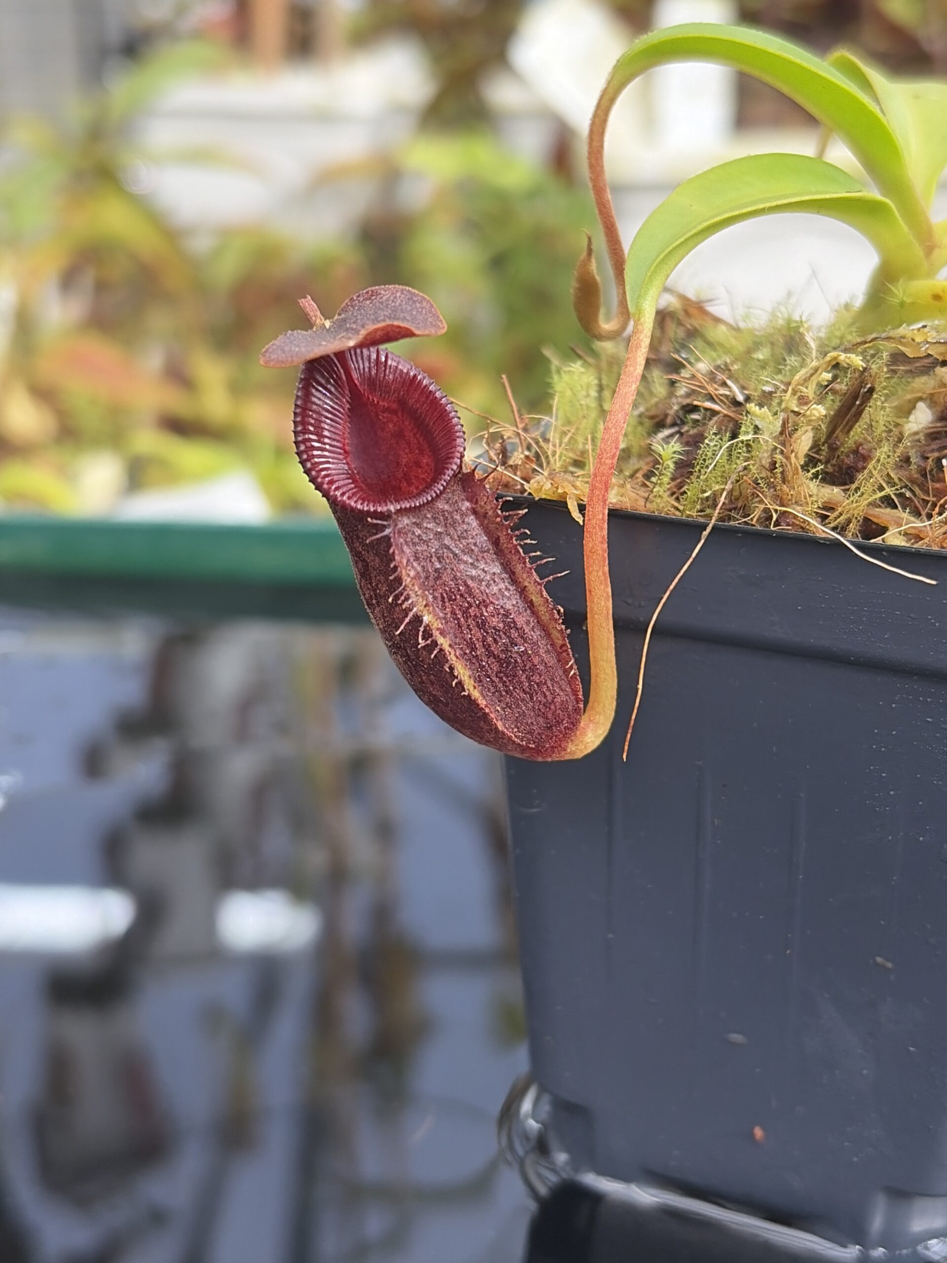 Close Up of Nepenthes (lowii x macrophylla) x aristolochioides | Borneo Exotics | BE-4511 | H27399