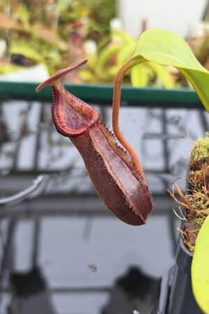Close Up of Nepenthes (lowii x macrophylla) x robcantleyi | Borneo Exotics | BE-4545 | H27122