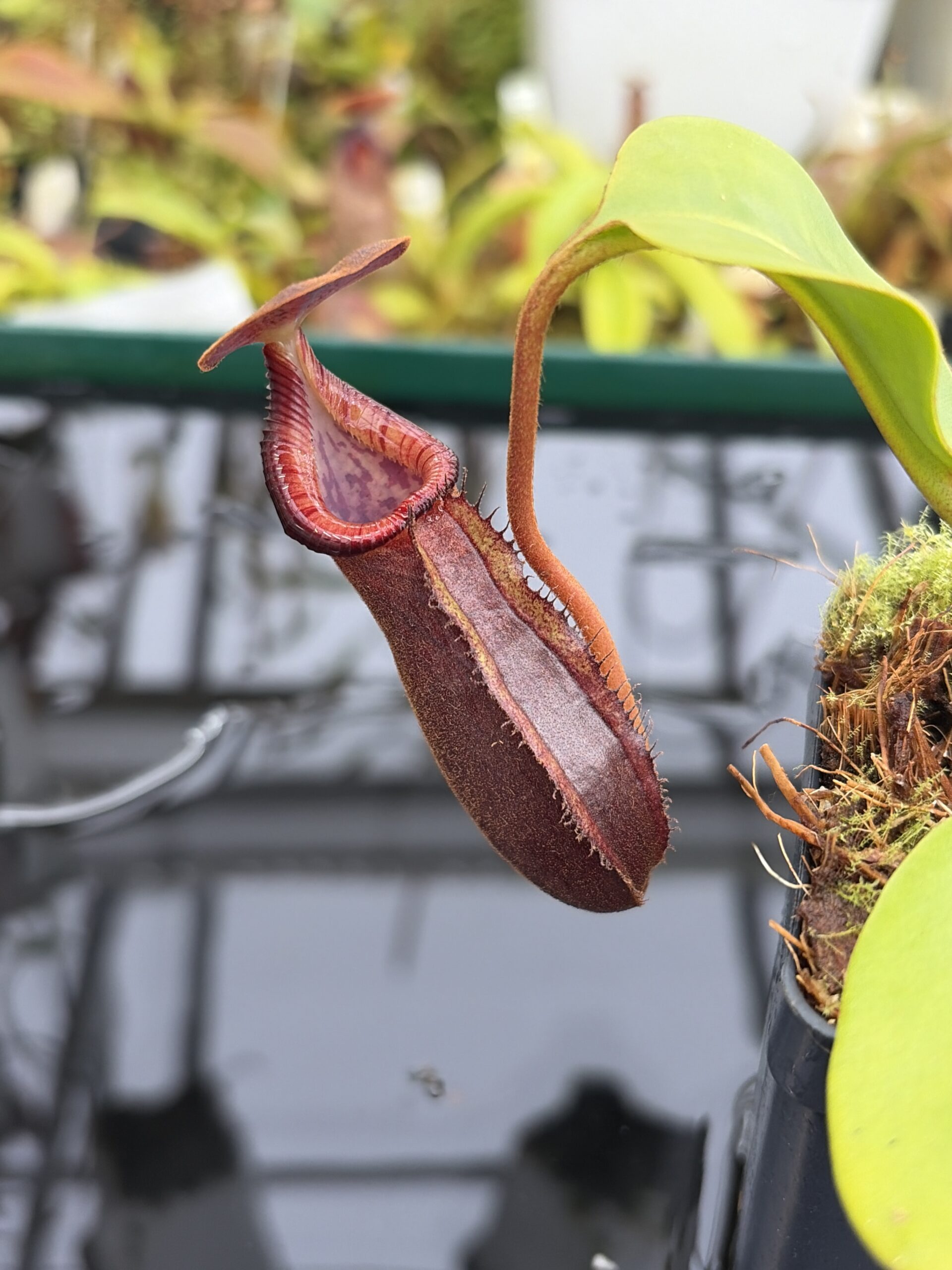 Close Up of Nepenthes (lowii x macrophylla) x robcantleyi | Borneo Exotics | BE-4545 | H27122