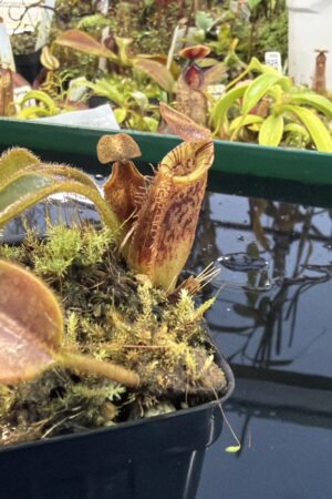Close Up of Nepenthes lowii x mollis | Andreas Wistuba | AW-RSC | H27290