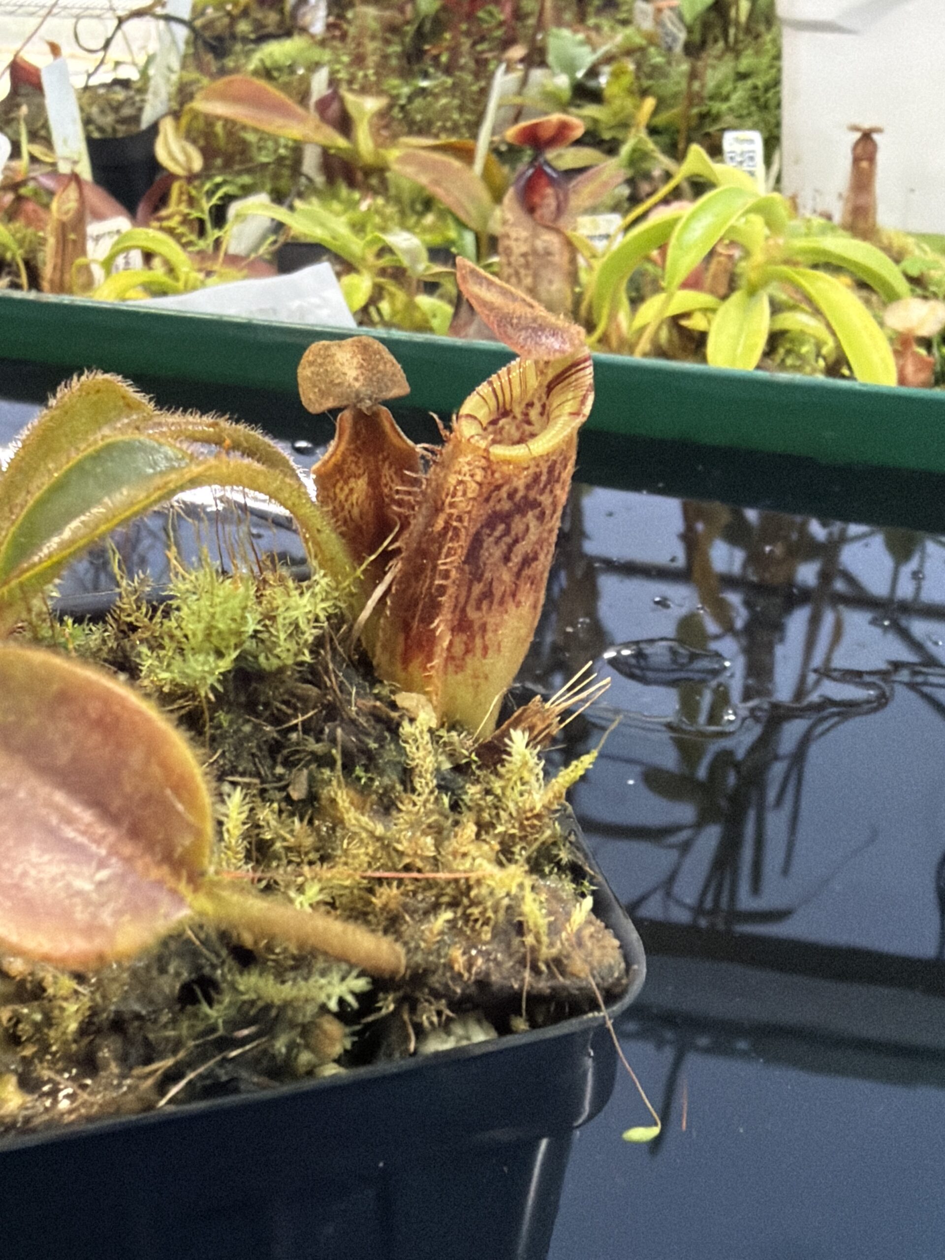 Close Up of Nepenthes lowii x mollis | Andreas Wistuba | AW-RSC | H27290