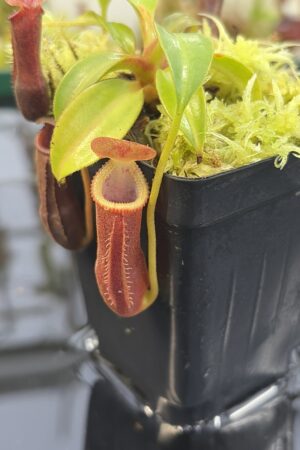 Close Up of Nepenthes (lowii x truncata squat) x edwardsiana | Andreas Wistuba | AW-ISC) | IN27329
