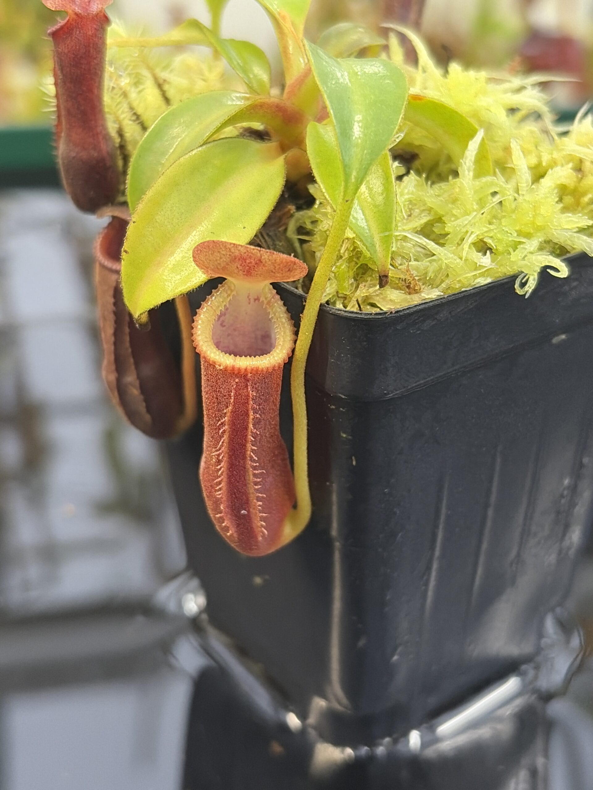 Close Up of Nepenthes (lowii x truncata squat) x edwardsiana | Andreas Wistuba | AW-ISC) | IN27329
